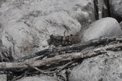 Oedipodinae