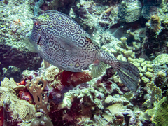 Acanthostracion polygonium