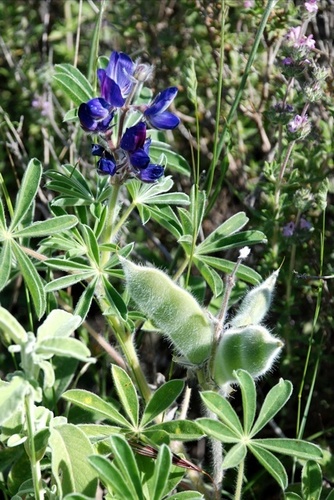 Small-flowered Lupine