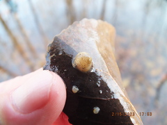 Sphaerium occidentale