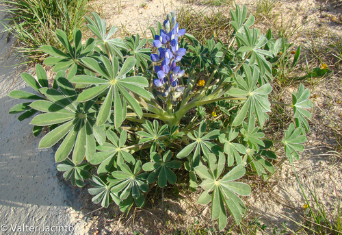 Small-flowered Lupine