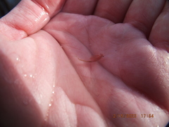 Eubranchipus neglectus