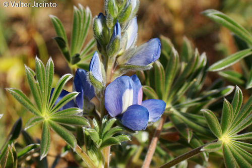 Small-flowered Lupine