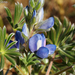 Lupinus micranthus - Photo (c) Valter Jacinto, μερικά δικαιώματα διατηρούνται (CC BY-NC-SA)