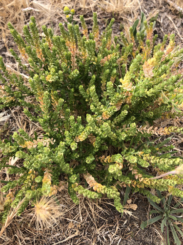 Image of Lepidium strictum by (c) Hydrocycler (Elizabeth Dougherty), some rights reserved (CC BY)