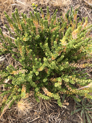 Lepidium strictum