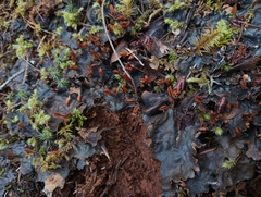 Peltigera neopolydactyla