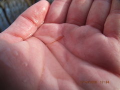 Eubranchipus neglectus