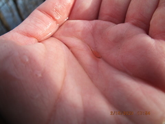 Eubranchipus neglectus