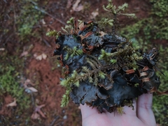 Peltigera neopolydactyla