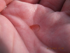 Eubranchipus neglectus