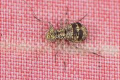Mesopsocus unipunctatus