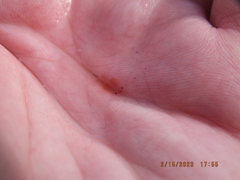 Eubranchipus neglectus