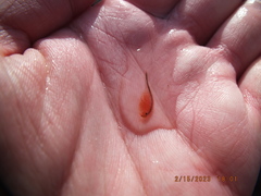 Eubranchipus neglectus