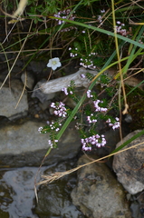Erica vagans