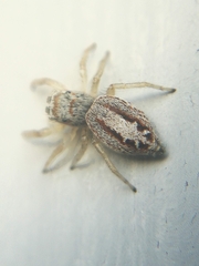 Icius hamatus
