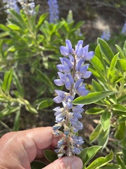 Lupinus diffusus