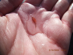 Eubranchipus neglectus