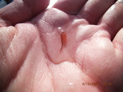 Eubranchipus neglectus