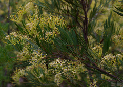 Stenocarpus angustifolius