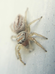 Icius hamatus