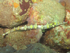 Halicampus macrorhynchus