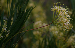 Stenocarpus angustifolius