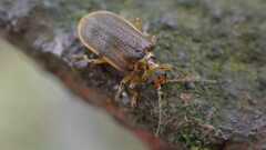 Galerucella nymphaeae