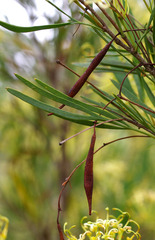 Stenocarpus angustifolius