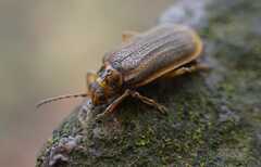 Galerucella nymphaeae