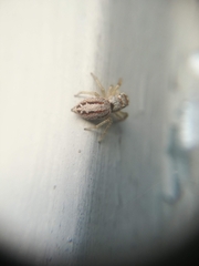Icius hamatus
