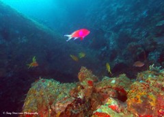 Pseudanthias pleurotaenia