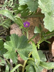 Calandrinia menziesii