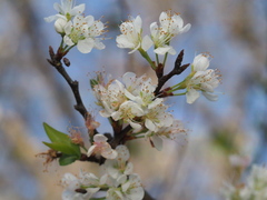 Prunus angustifolia