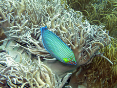 Halichoeres richmondi