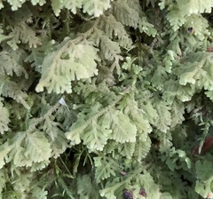 Trichocolea mollissima