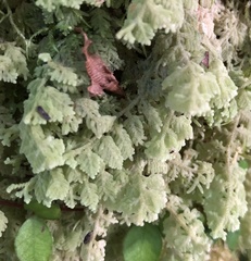 Trichocolea mollissima