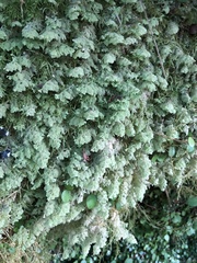 Trichocolea mollissima