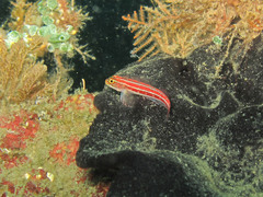 Helcogramma striata
