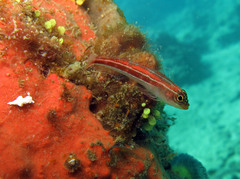 Helcogramma striata