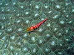 Helcogramma striata