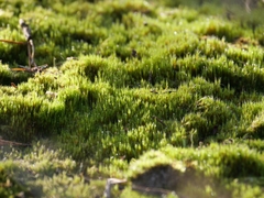 Campylopus introflexus