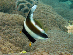 Heniochus chrysostomus