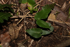 Pellaea paradoxa