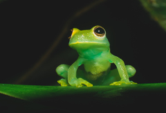 Centrolenidae