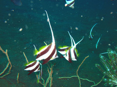 Heniochus diphreutes