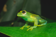 Centrolenidae