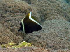 Heniochus varius