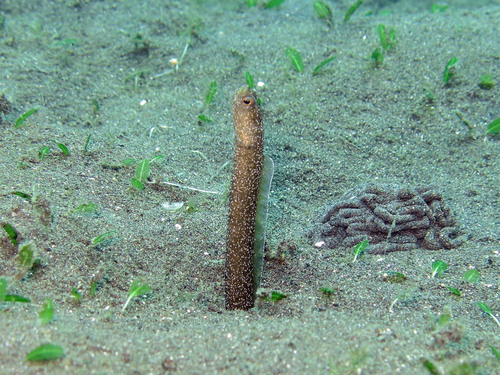 Enigma garden eel (Heteroconger enigmaticus) — Congridae — 5