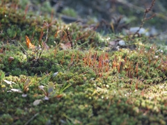Polytrichum piliferum